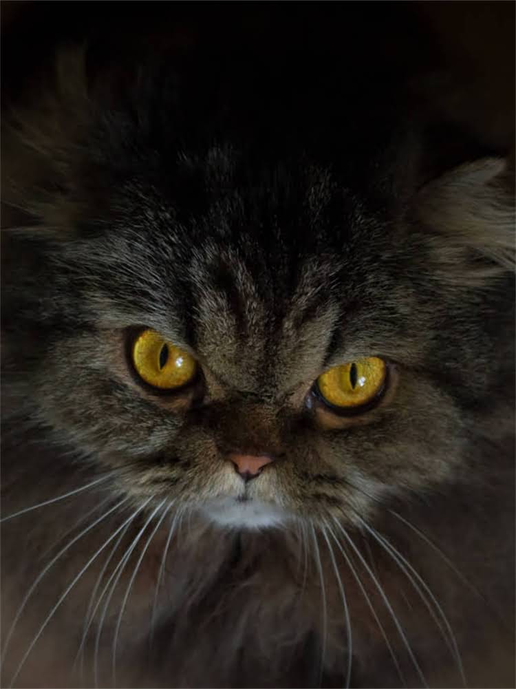 图片 雪纳瑞尿液变乳白色？5大原因+专业解决方案，养宠人必看！.jpg