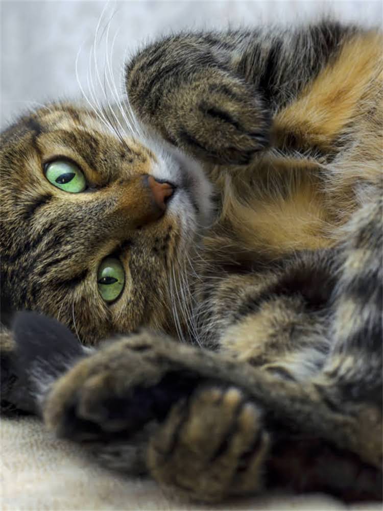 图片 雪纳瑞幼犬社会化训练指南：科学引导塑造完美伴侣犬1.jpg