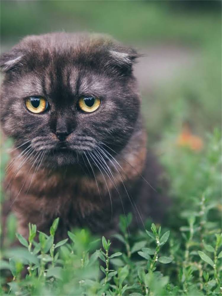 图片 雪纳瑞幼犬社会化训练指南：科学引导塑造完美伴侣犬2.jpg