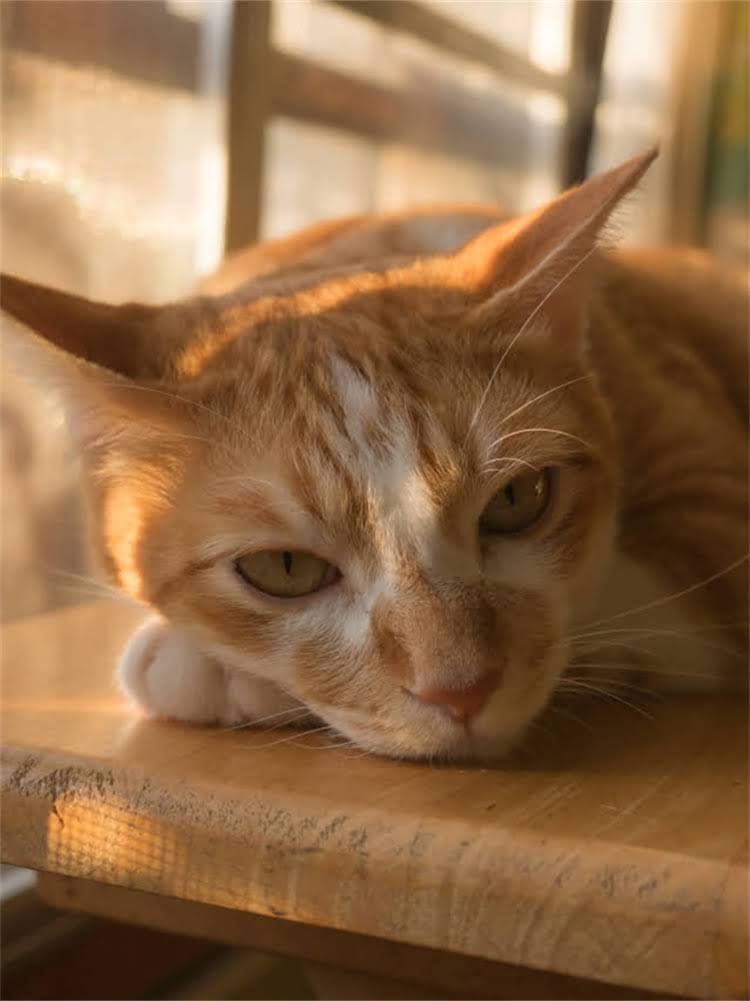 图片 雪纳瑞幼犬胡子护理全攻略：从长出到修剪，新手必看！2.jpg