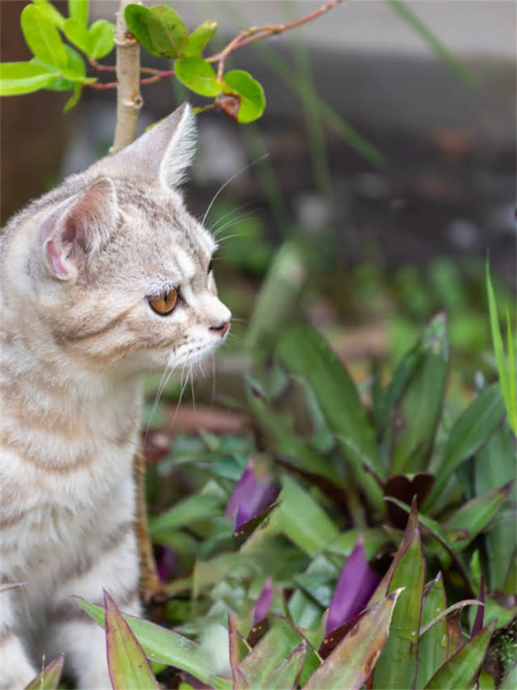图片 雪纳瑞幼犬训练全攻略：5大关键阶段与30天纠正不良习惯指南（附训练视频）.jpg
