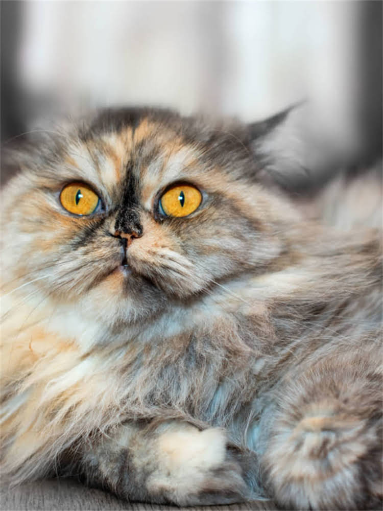 图片 雪纳瑞幼犬训练全攻略：5大关键阶段与30天纠正不良习惯指南（附训练视频）2.jpg