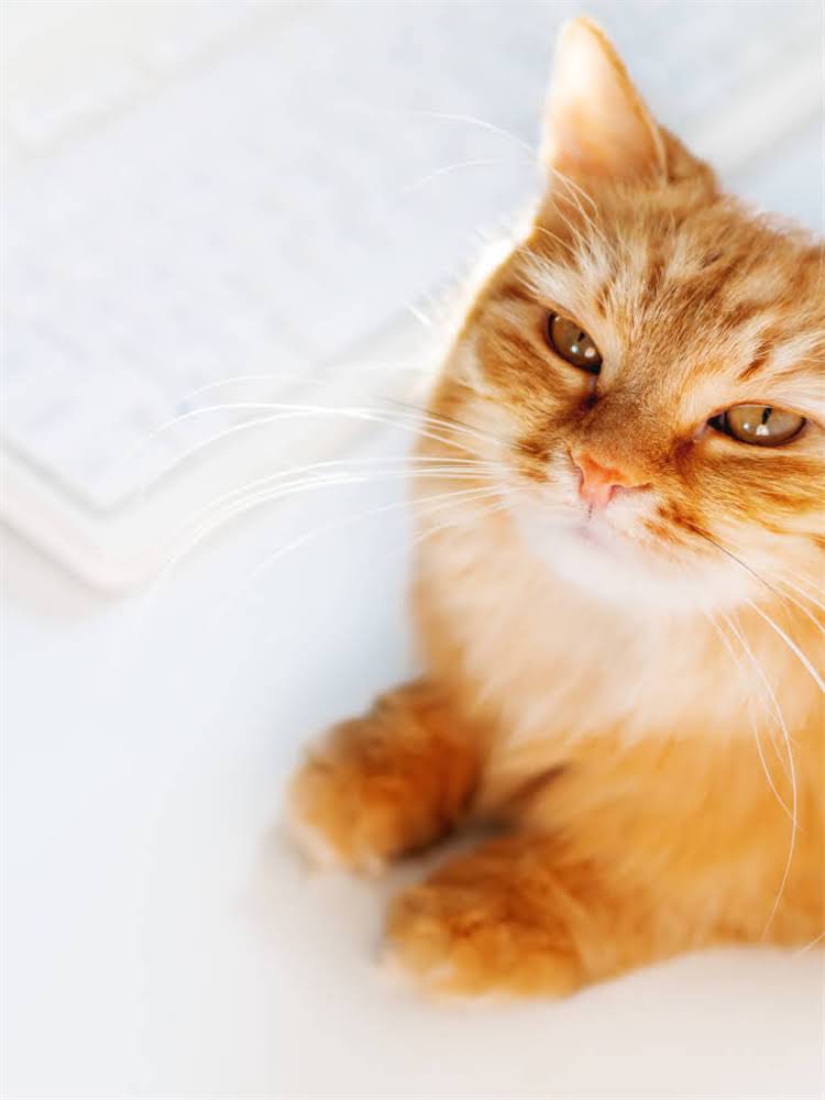 图片 雪纳瑞开心饲养指南：10个实用技巧让爱犬健康快乐成长（附养护要点）1.jpg