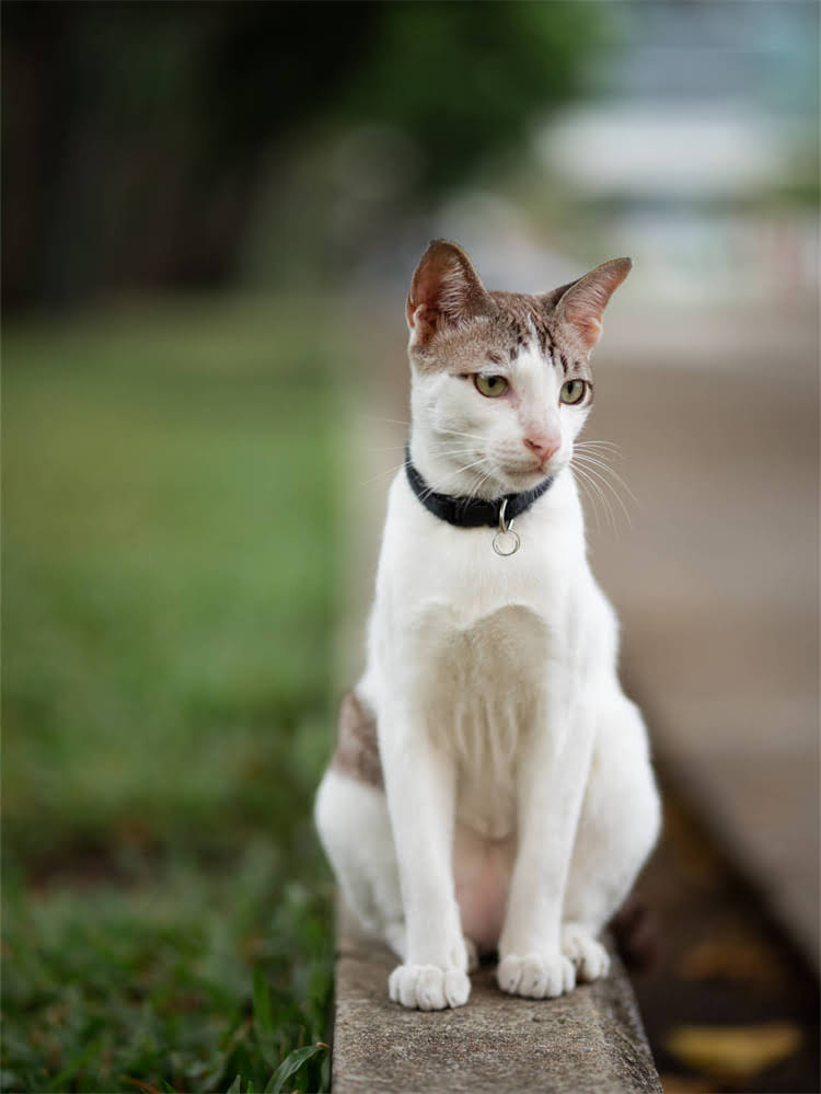 图片 雪纳瑞开心饲养指南：10个实用技巧让爱犬健康快乐成长（附养护要点）2.jpg