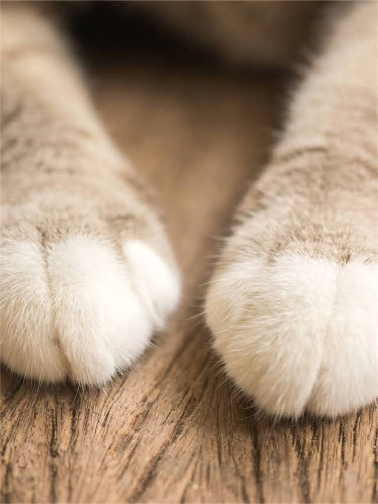 图片 雪纳瑞成犬饲养全攻略：日常护理健康问题饮食营养训练要点（附养护清单）1.jpg