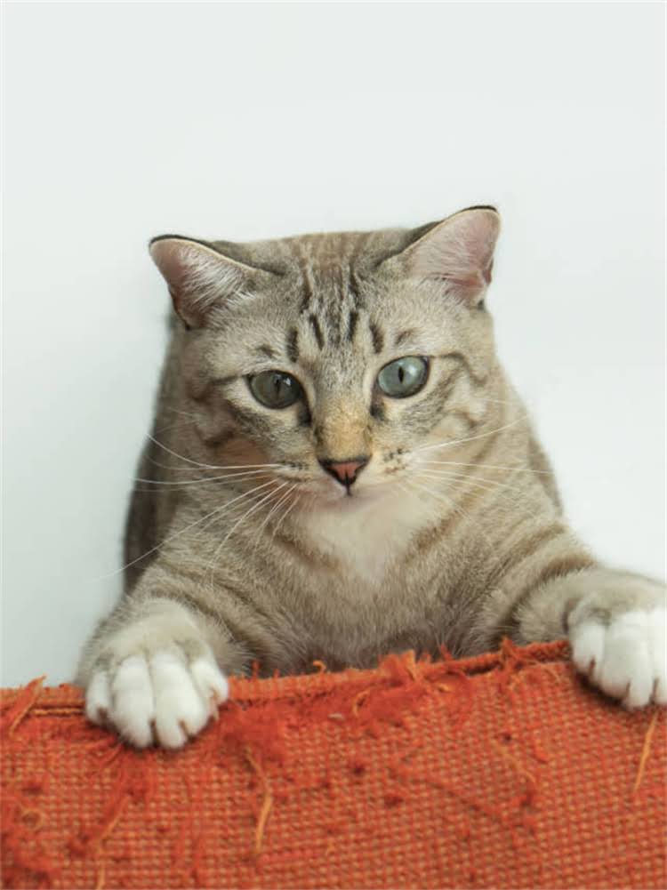 图片 雪纳瑞拉便秘的紧急处理与科学养护指南.jpg