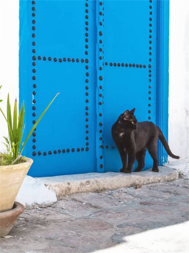 图片 雪纳瑞拉便秘的紧急处理与科学养护指南2.jpg