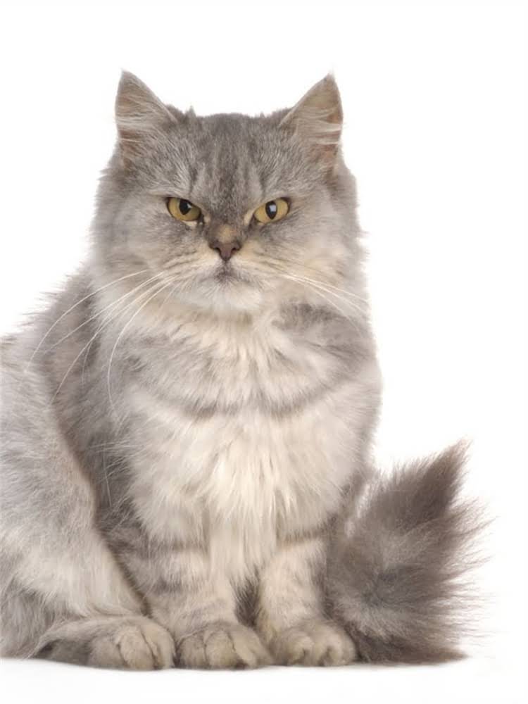 图片 雪纳瑞拒绝拔耳毛？3步沟通法+正确手法让狗狗主动配合1.jpg