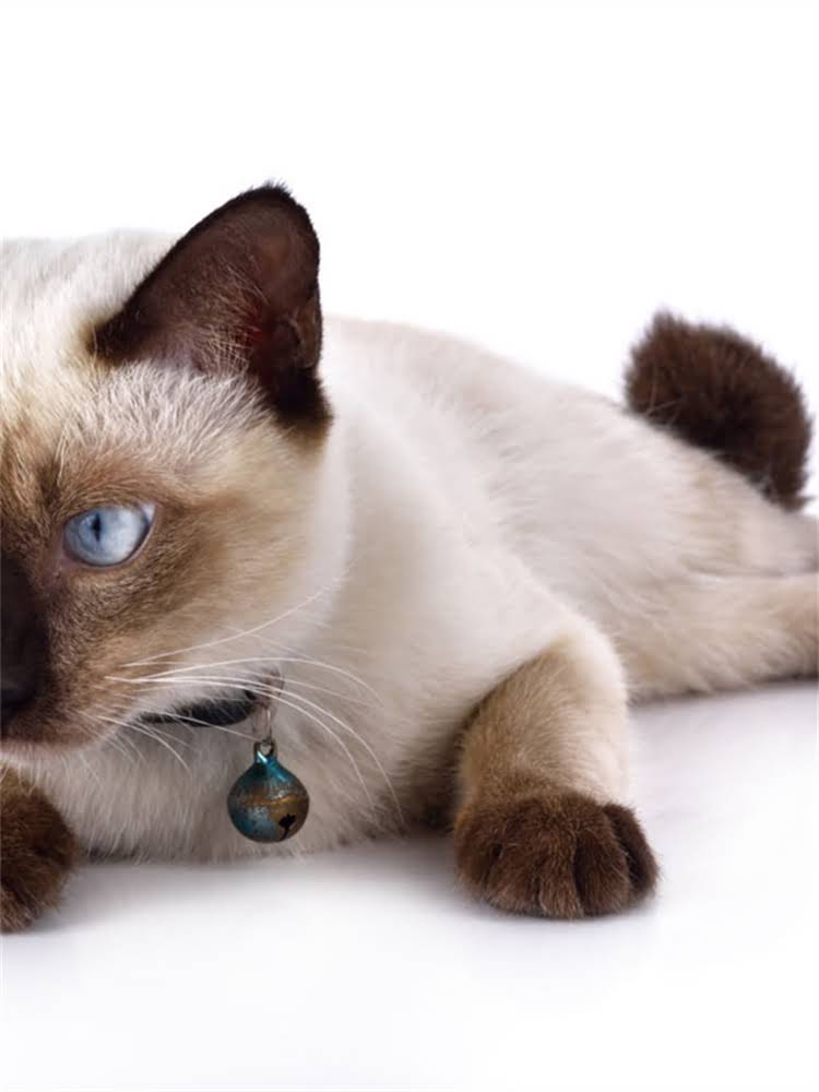 图片 雪纳瑞拒绝拔耳毛？3步沟通法+正确手法让狗狗主动配合2.jpg