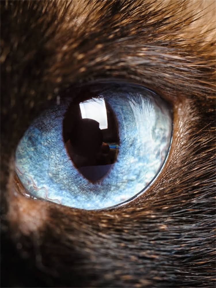 图片 雪纳瑞拔毛和剃毛全攻略：5大科学步骤+7个避坑指南，养宠人必看！1.jpg