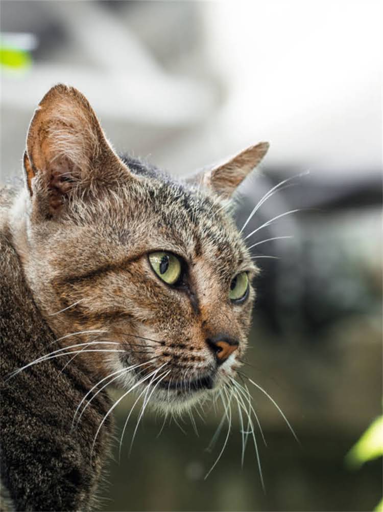 图片 雪纳瑞拔毛和剃毛全攻略：5大科学步骤+7个避坑指南，养宠人必看！2.jpg