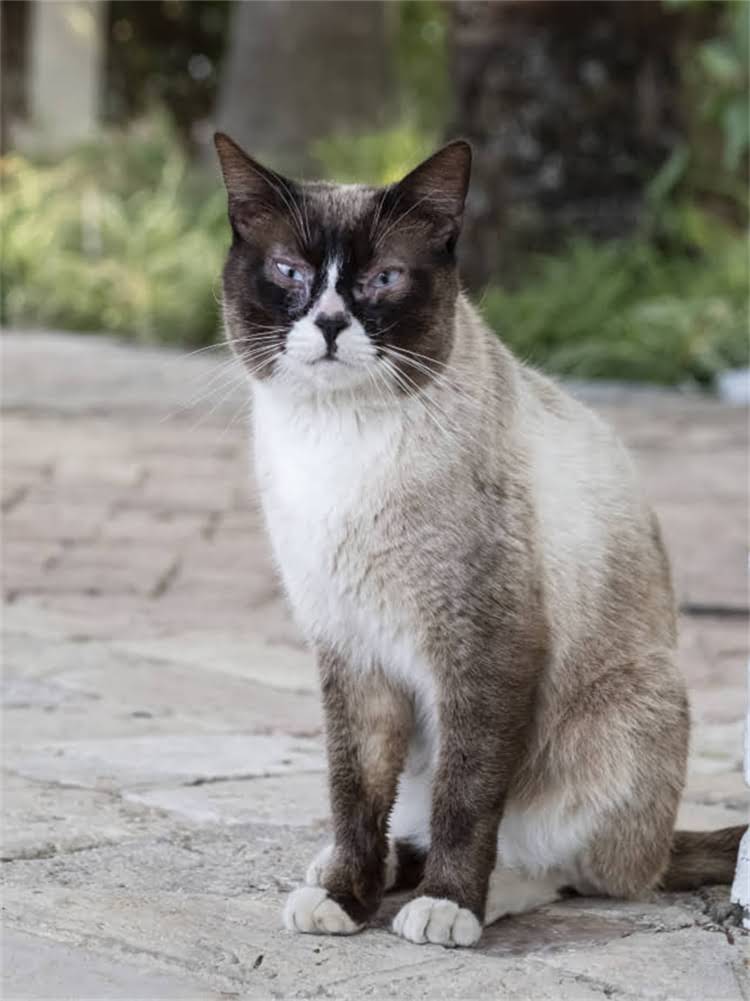 图片 雪纳瑞换毛全：3个阶段+科学护理法，告别毛发大把掉2.jpg