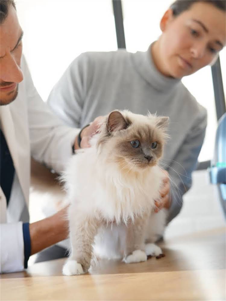 图片 雪纳瑞排泄训练全攻略：从幼犬期到成犬的科学如厕指南2.jpg