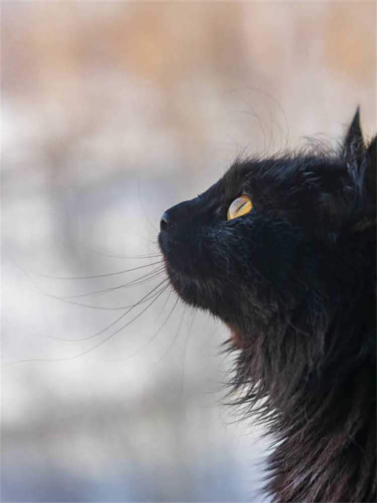 图片 雪纳瑞是不是名犬？全网最全优缺点+饲养指南2.jpg