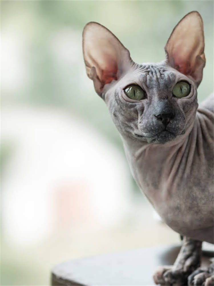 图片 雪纳瑞是不是长鼻犬？短鼻品种的生理特征与饲养要点1.jpg