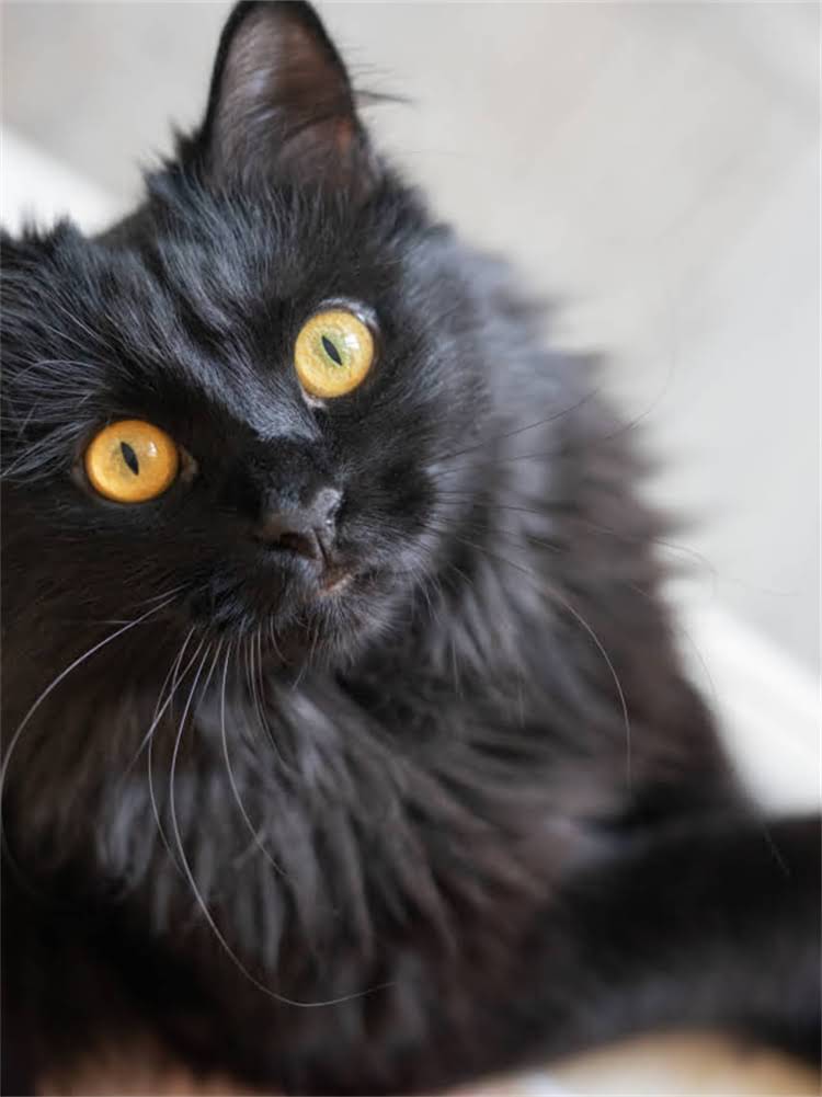 图片 雪纳瑞是不是长鼻犬？短鼻品种的生理特征与饲养要点2.jpg