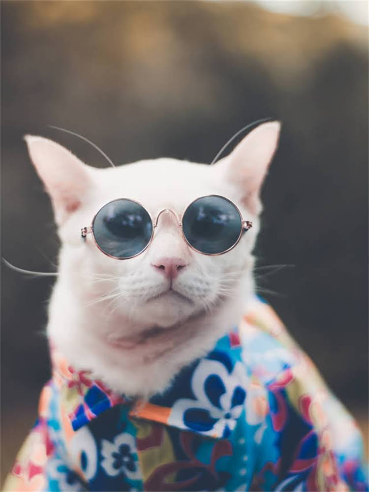 图片 雪纳瑞最喜欢什么？5大饲养要点，养宠人必看的雪纳瑞养护指南.jpg