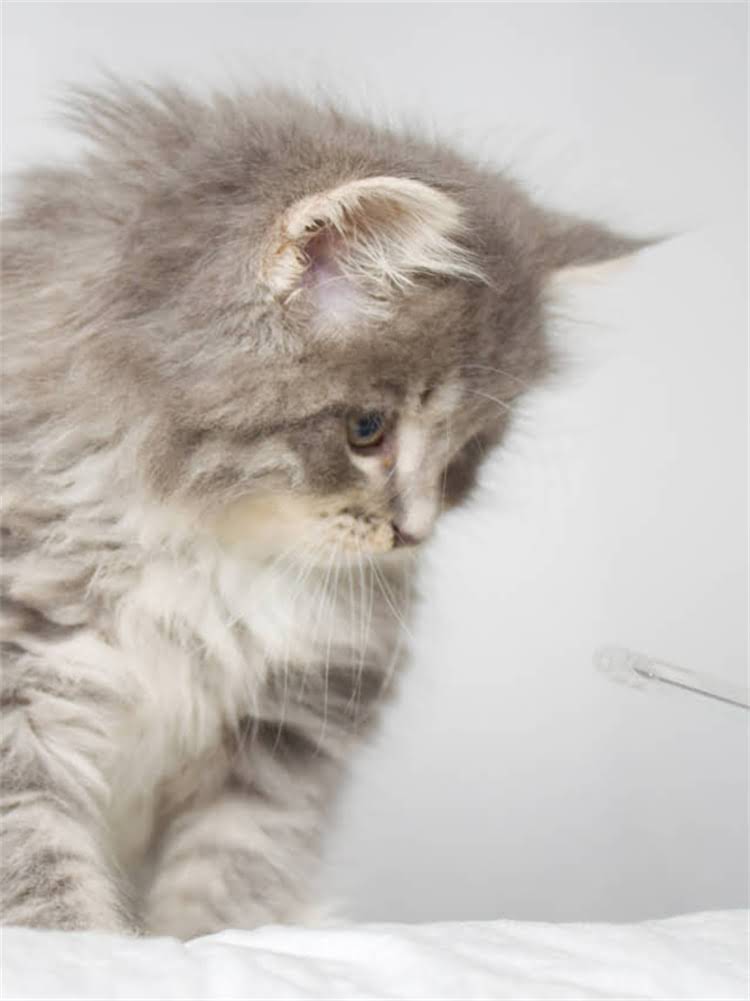 图片 雪纳瑞最喜欢什么？5大饲养要点，养宠人必看的雪纳瑞养护指南1.jpg