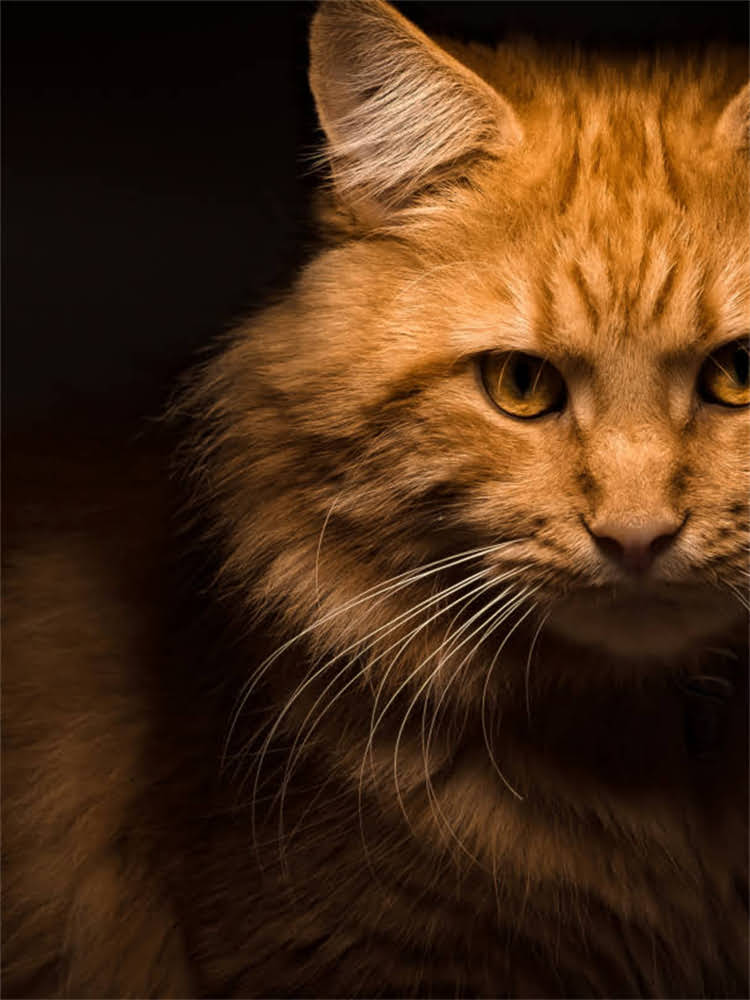 图片 雪纳瑞来例假怎么办？5大护理全攻略+误区避雷！新手必看！2.jpg