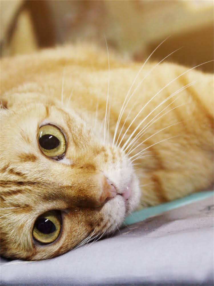 图片 雪纳瑞标准外形图解：十大核心特征与养护要点全（附高清对比图）.jpg