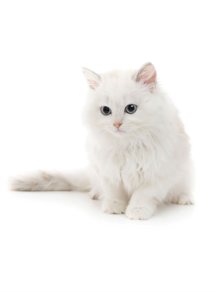 图片 雪纳瑞标准外形图解：十大核心特征与养护要点全（附高清对比图）1.jpg