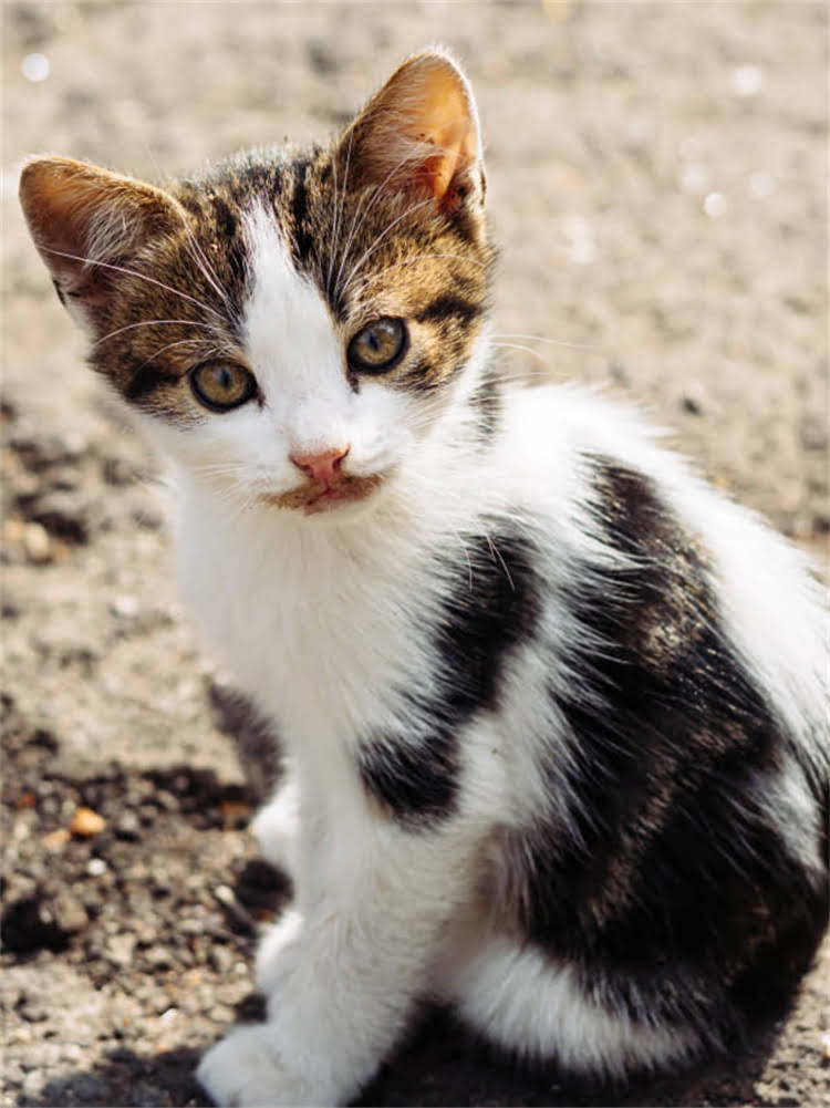 图片 雪纳瑞标准外形图解：十大核心特征与养护要点全（附高清对比图）2.jpg