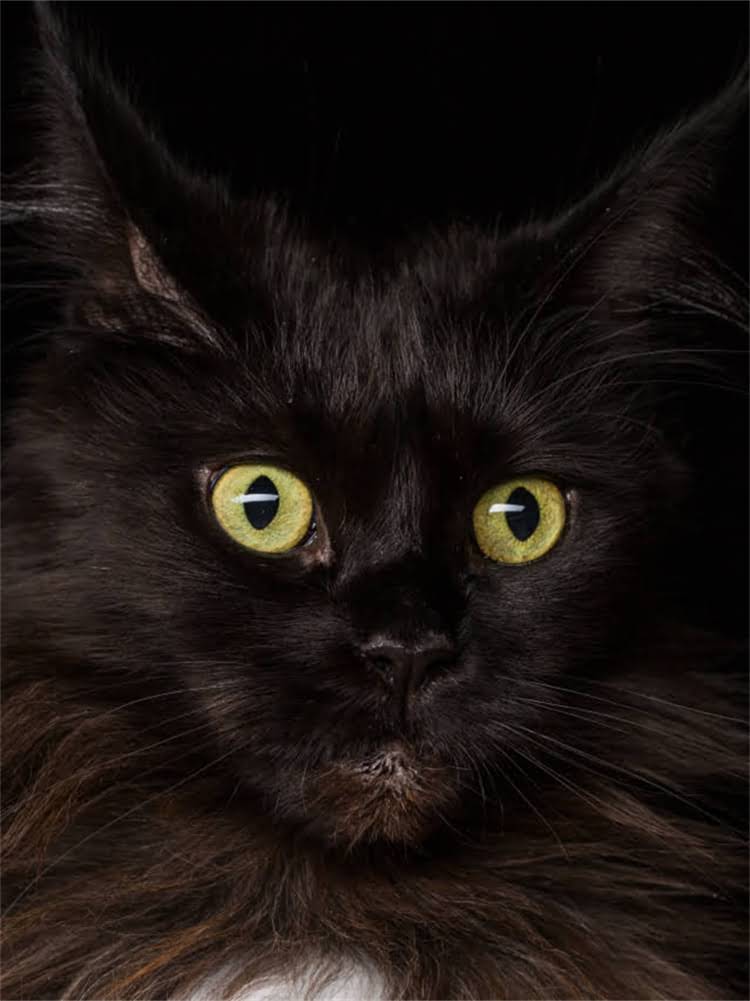 图片 雪纳瑞标准身高及饲养指南：从幼犬到成犬的全周期养护要点1.jpg