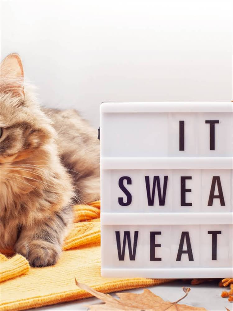 图片 雪纳瑞标准身高及饲养指南：从幼犬到成犬的全周期养护要点2.jpg