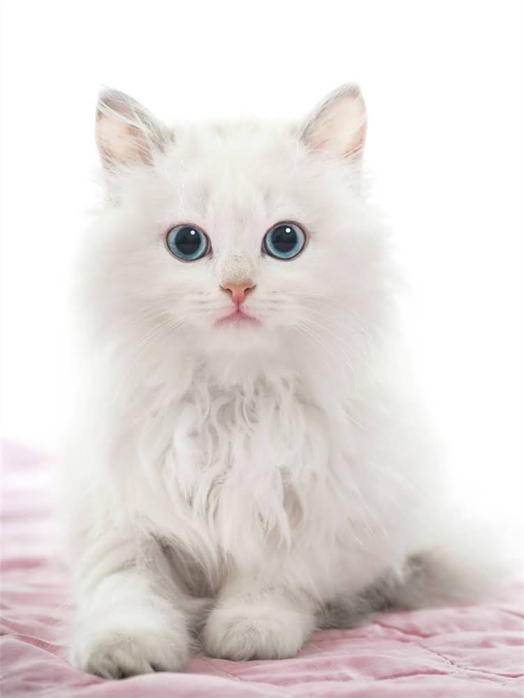 图片 雪纳瑞母犬初次发情期全：6-12月龄关键阶段饲养指南1.jpg