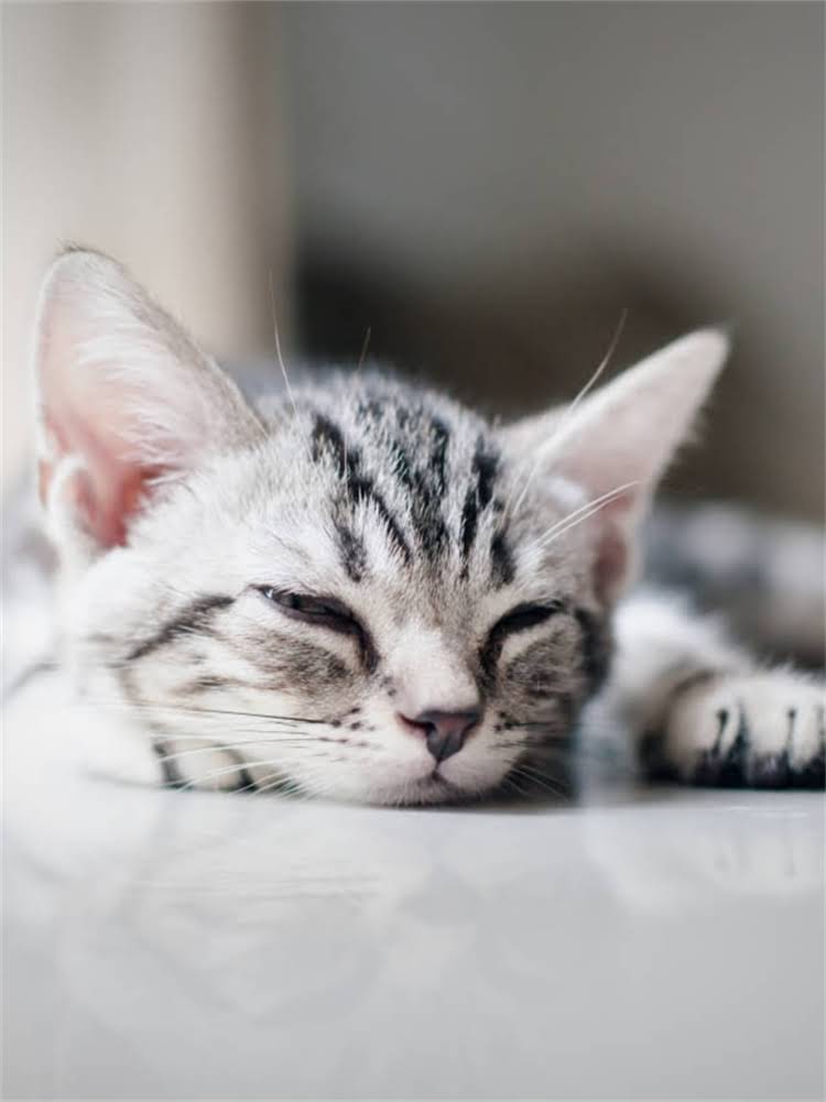 图片 雪纳瑞毛发变硬的真相：原因与专业护理指南.jpg