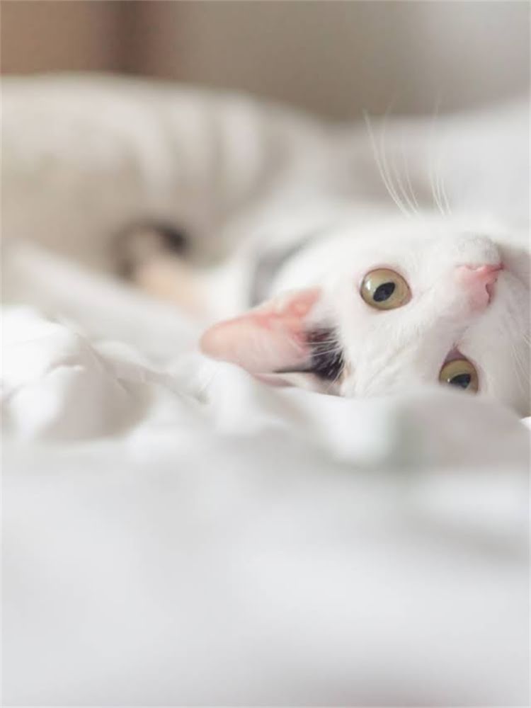 图片 雪纳瑞毛发变硬的真相：原因与专业护理指南1.jpg