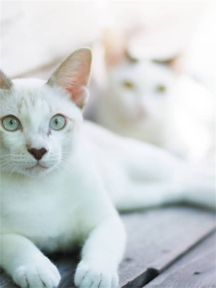 图片 雪纳瑞毛发护理全攻略：5步科学推毛法+工具选择与日常养护指南2.jpg