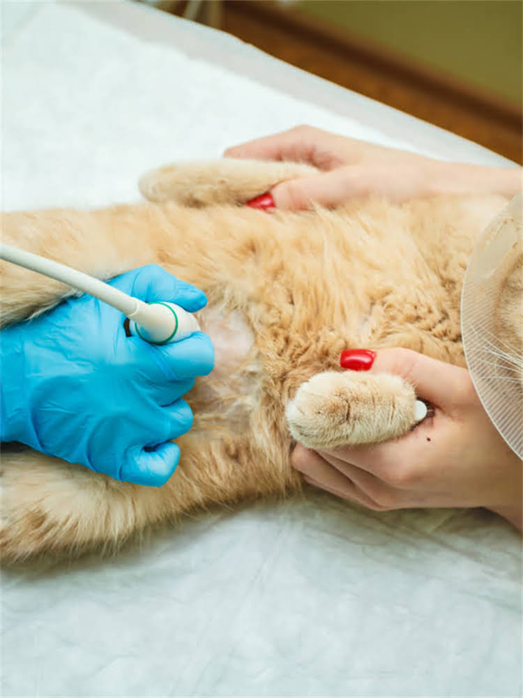 图片 雪纳瑞毛发护理全攻略：从基础修剪到专业造型5大步骤（附工具选择+常见问题解答）1.jpg