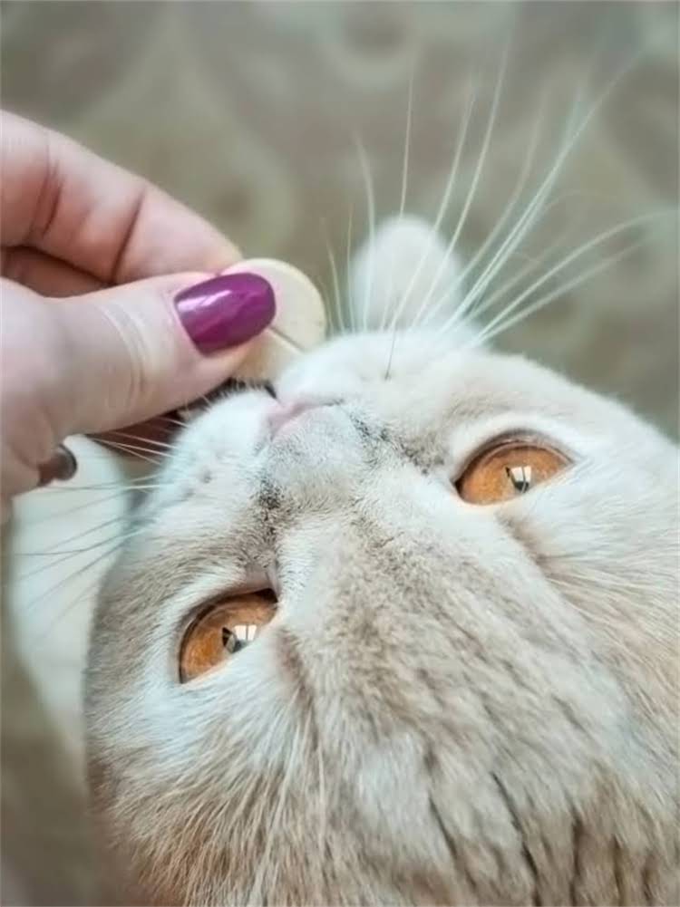 图片 雪纳瑞毛色变化全：从幼年到成年的7大关键期及科学养护指南2.jpg