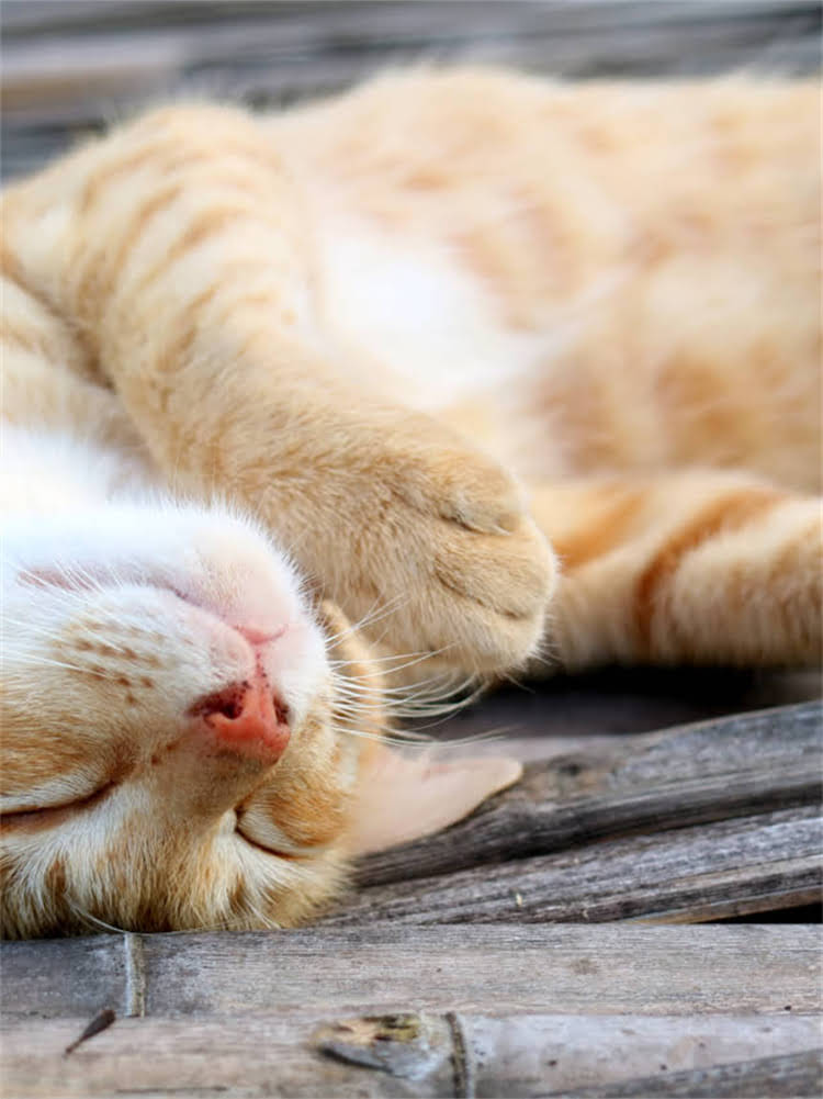 图片 雪纳瑞流泪泪痕全：5大原因+8招解决方法（附专业护理指南）.jpg