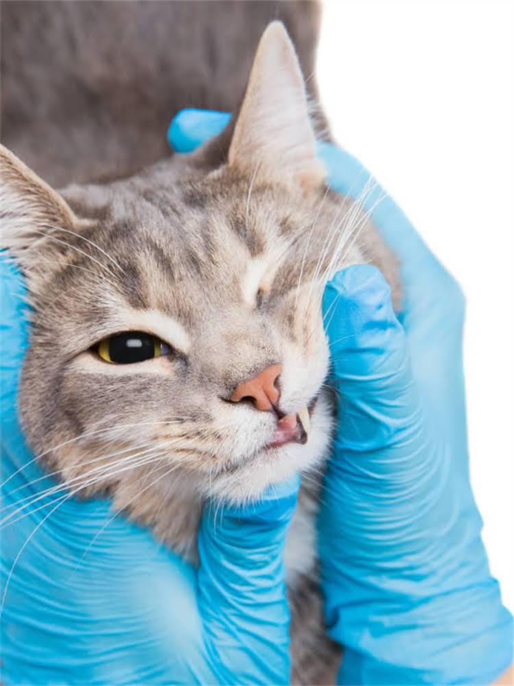 图片 雪纳瑞流泪泪痕全：5大原因+8招解决方法（附专业护理指南）1.jpg