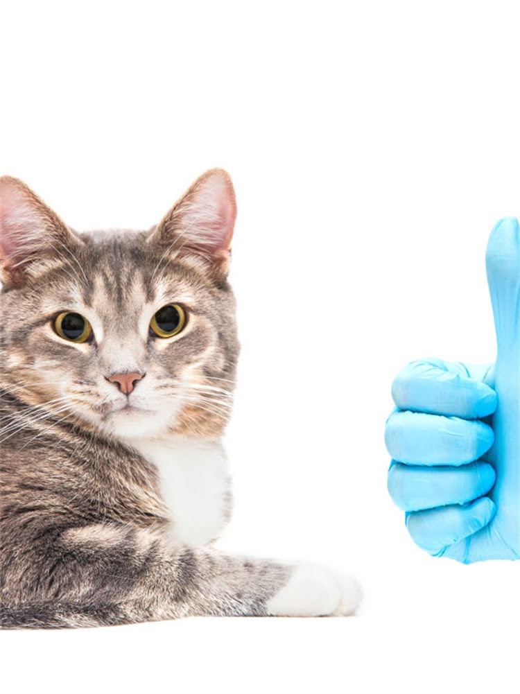 图片 雪纳瑞灰色叫什么？详解灰色雪纳瑞的正确品种名称、特征及饲养指南.jpg