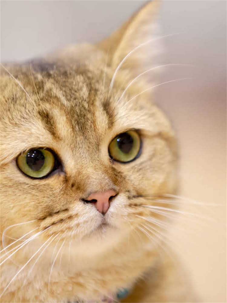 图片 雪纳瑞犬智商排名：智商第几名？权威数据及饲养建议.jpg