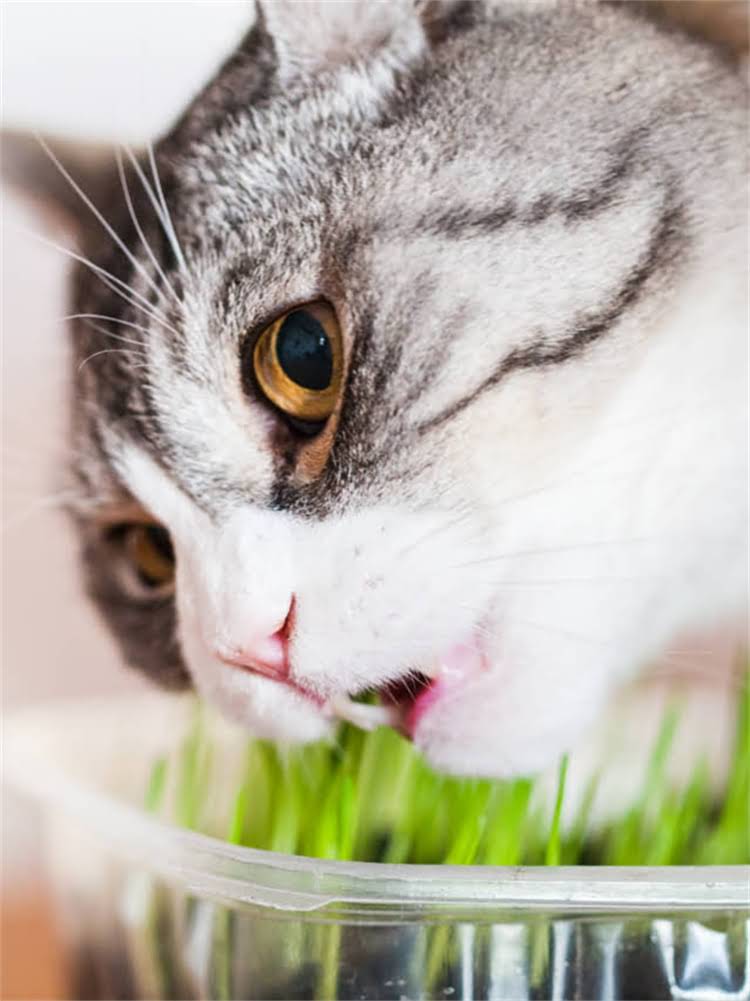 图片 雪纳瑞犬智商排名：智商第几名？权威数据及饲养建议1.jpg