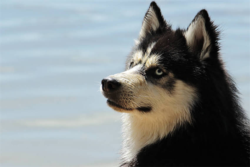 图片 雪纳瑞犬智商排名：智商第几名？权威数据及饲养建议2.jpg