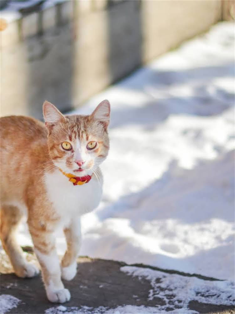 图片 雪纳瑞犬种全：特征、饲养指南及健康养护要点.jpg