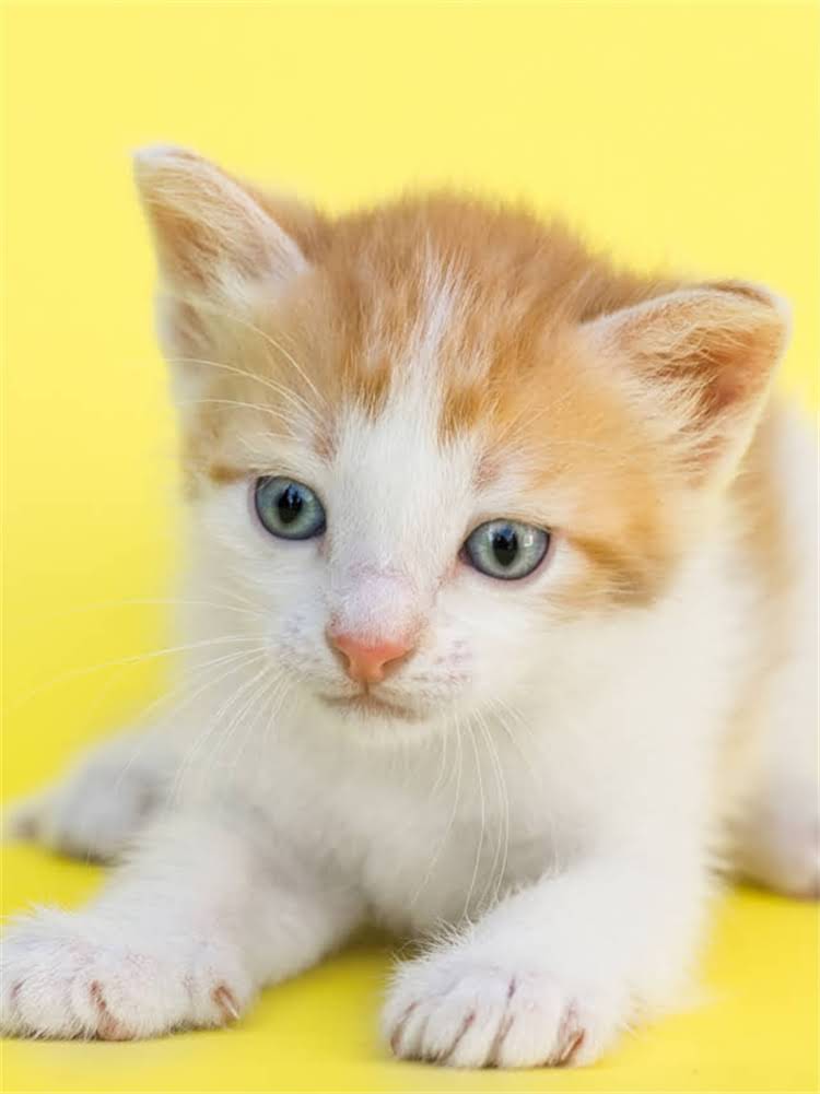 图片 雪纳瑞犬种全：特征、饲养指南及健康养护要点1.jpg