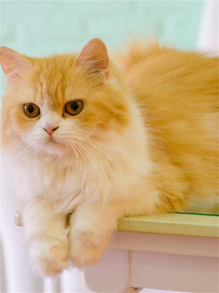 图片 雪纳瑞犬种全：特征、饲养指南及健康养护要点2.jpg