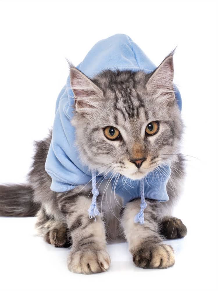 图片 雪纳瑞犬训练全攻略：性格+科学方法+常见问题解答（附饲养指南）.jpg