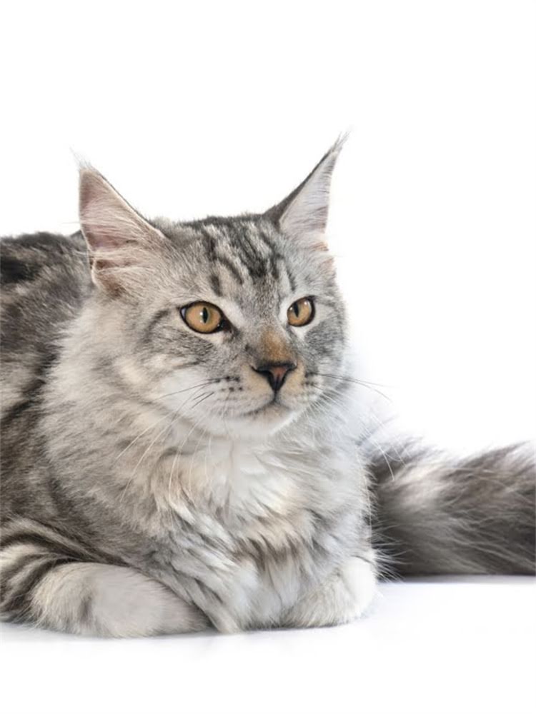 图片 雪纳瑞犬训练全攻略：性格+科学方法+常见问题解答（附饲养指南）1.jpg