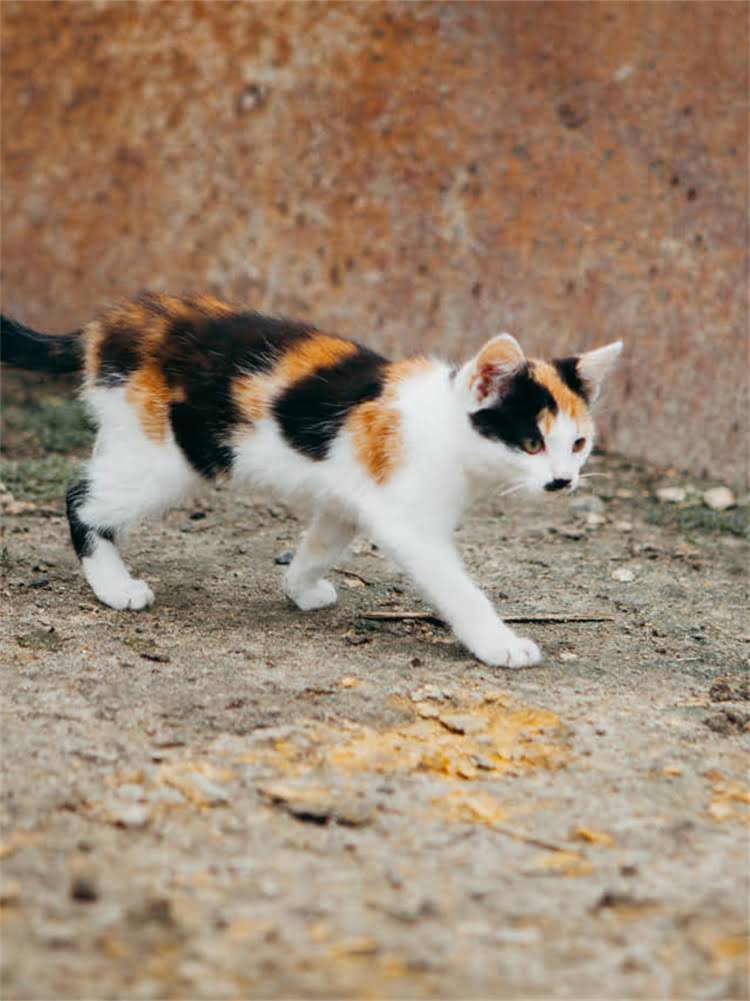 图片 雪纳瑞犬训练全攻略：性格+科学方法+常见问题解答（附饲养指南）2.jpg