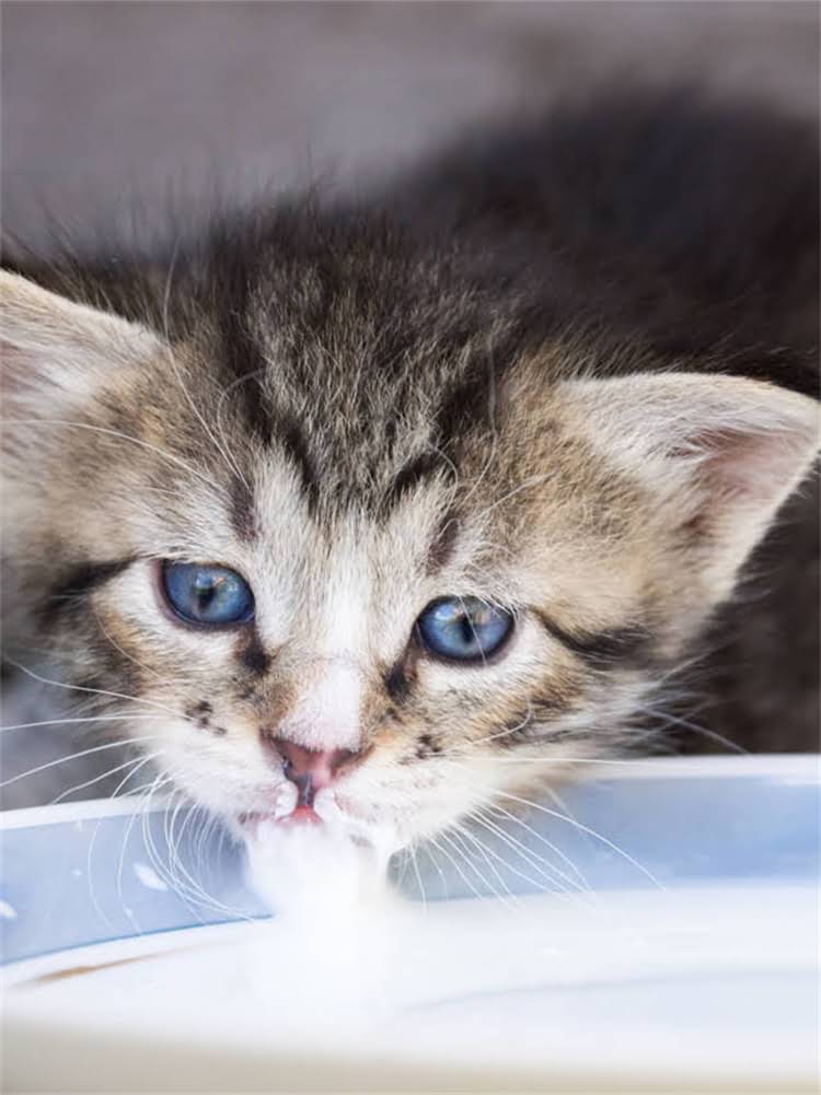 图片 雪纳瑞玩雪全攻略：品种特性、科学运动与健康指南.jpg