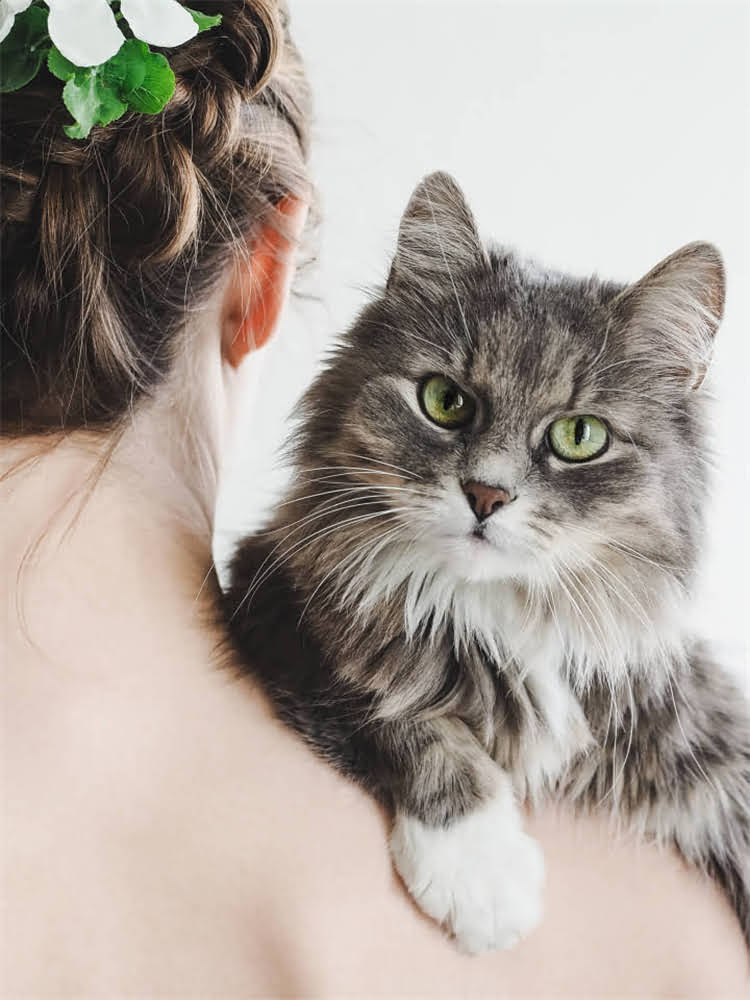 图片 雪纳瑞玩雪全攻略：品种特性、科学运动与健康指南1.jpg