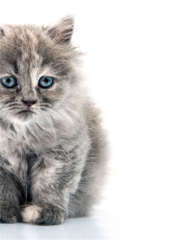 图片 雪纳瑞玩雪全攻略：品种特性、科学运动与健康指南2.jpg