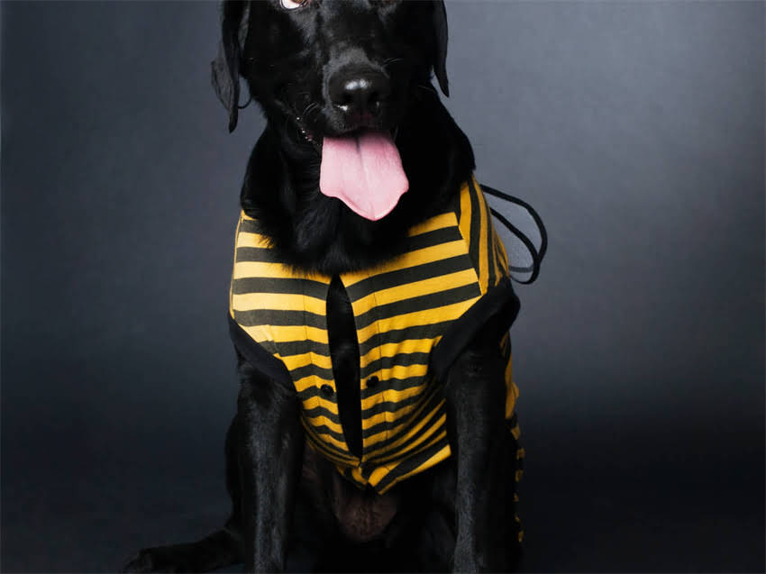 图片 雪纳瑞生病治疗费用高吗？真实案例+养宠预算指南.jpg